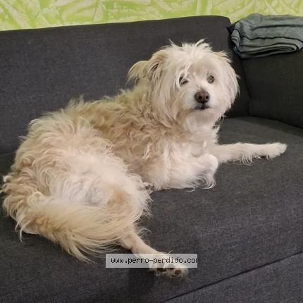 Photo 1/1 Tosti Chien lost in Ciudad de mexico