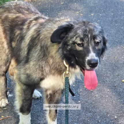 Photo 1/1 Vanille Chien lost in Fontenay sur loing