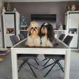 Picture of dog lost at Hindlingen