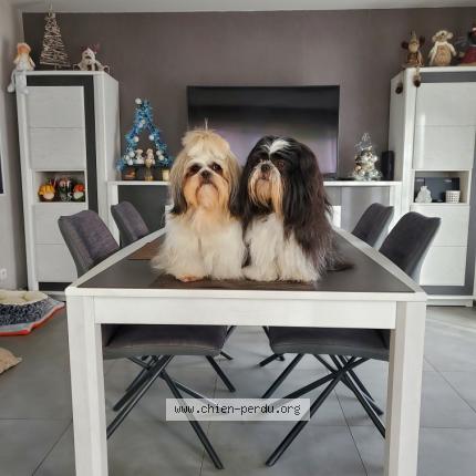 Photo 1/1 Smiley Chien lost in Hindlingen