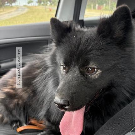 Photo 1/2 Found dog Found in Cheroy