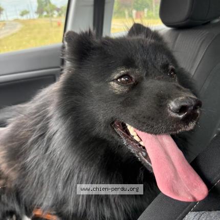 Photo 2/2 Found dog Found in Cheroy