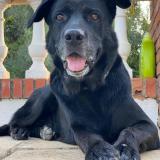 Picture of dog lost at Cordoba