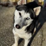 Picture of dog lost at Terval