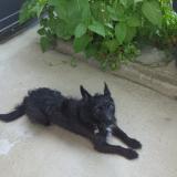 Picture of dog lost at Montbonnot