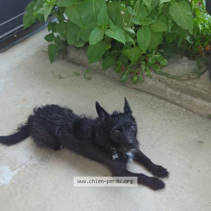 Photo 1/2 Tiago Chien lost in Montbonnot