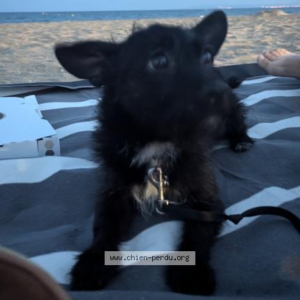 Photo 2/2 Tiago Chien lost in Montbonnot