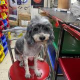 Picture of dog lost at Ecatepec De Morelos