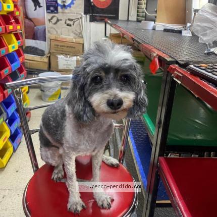 Photo 1/1 Peluche Chien lost in Ecatepec de morelos