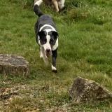 Picture of dog lost at Montpellier