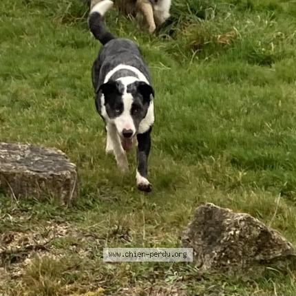 Photo 1/1 Michto Chien lost in Montpellier