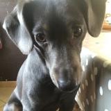 Picture of dog lost at Le Mesnil Rogues