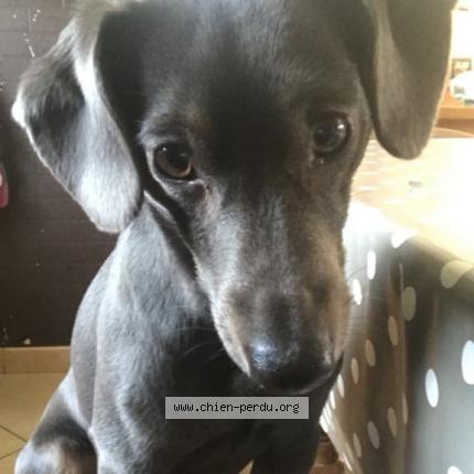 Photo 1/1 Cactus Chien lost in Le mesnil rogues