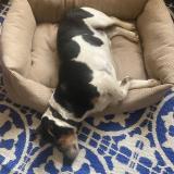 Picture of dog lost at Crissey