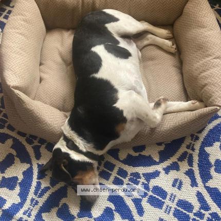 Photo 1/1 Simba Chien lost in Crissey