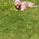 Picture of dog lost at Gourin