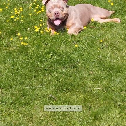 Photo 1/1 Guizmo Chien lost in Gourin