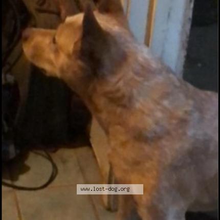 Photo 1/1 Hero Chien lost in Inala