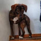 Picture of dog lost at Chantemerle Les Bles