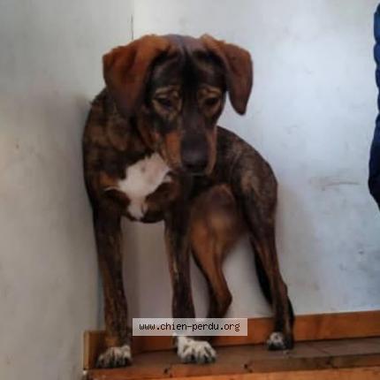 Photo 1/1 Cacahuète Chien lost in Chantemerle les bles