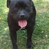 Picture of dog lost at Villedieu Les Bailleuls