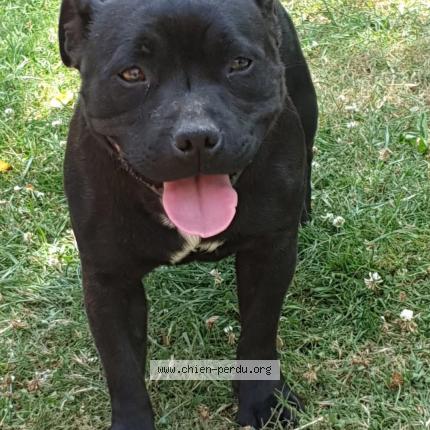 Photo 1/1 Malou Chien lost in Villedieu les bailleuls