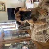 Picture of dog lost at Bosroumois