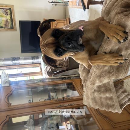 Photo 1/1 vaiana Chien lost in Bosroumois