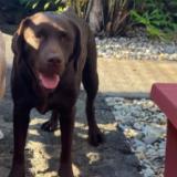 Picture of dog lost at La Riviere Saint Louis