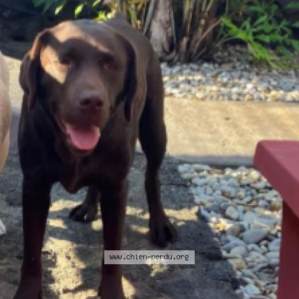 Photo 1/1 UBY Chien lost in La riviere saint louis