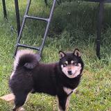 Picture of dog lost at Beille