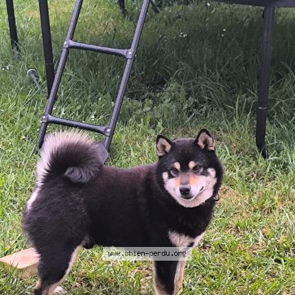 Photo 1/1 TOUFIK Chien lost in Beille