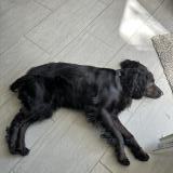 Picture of dog lost at Angouleme