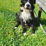 Picture of dog found at Hericourt Sur Therain