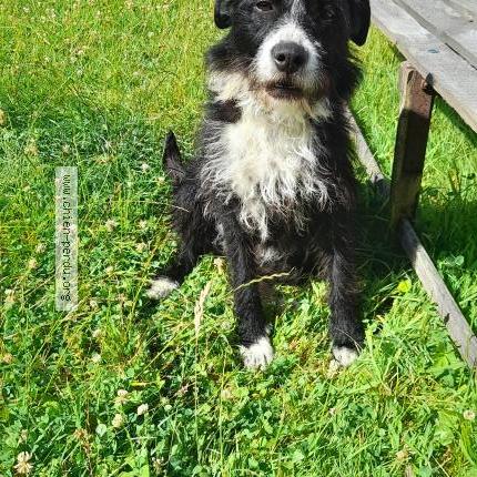 Photo 1/1 Found dog Found in Hericourt sur therain