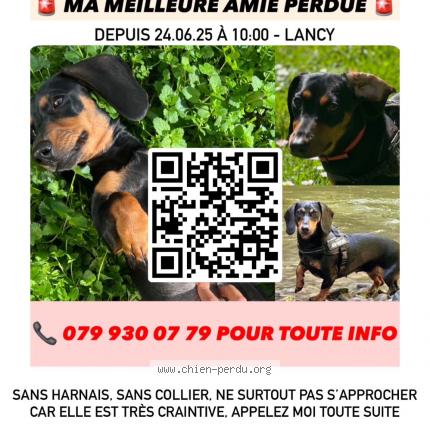 Foto 1/1 Wiedergefundener Hund Verloren in Grand Lancy