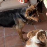 Picture of dog lost at Belus