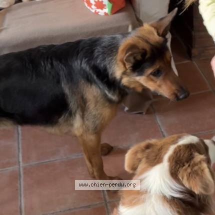 Photo 1/1 Nala Chien lost in Belus