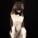 Picture of dog lost at Fargues Saint Hilaire