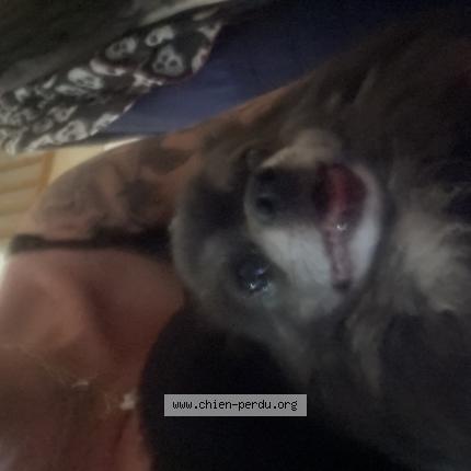 Photo 1/1 Found dog Found in Sainte helene