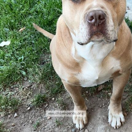 Photo 1/1 Dog reunited Lost in Ambares et lagrave