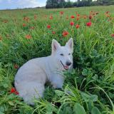 Picture of dog lost at Perols