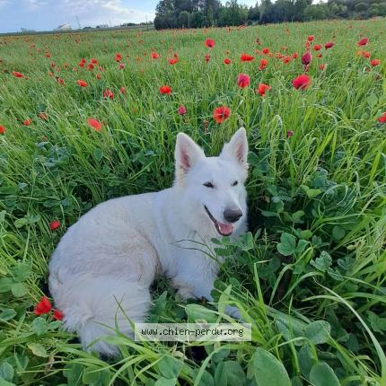 Photo 1/1 O'Bella Chien lost in Perols