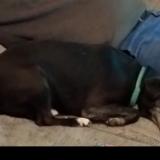 Picture of dog lost at Orcet