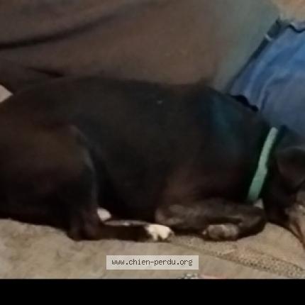 Photo 1/1 simba Chien lost in Orcet