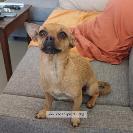 Photo 1/1 Found dog Found in Nantes