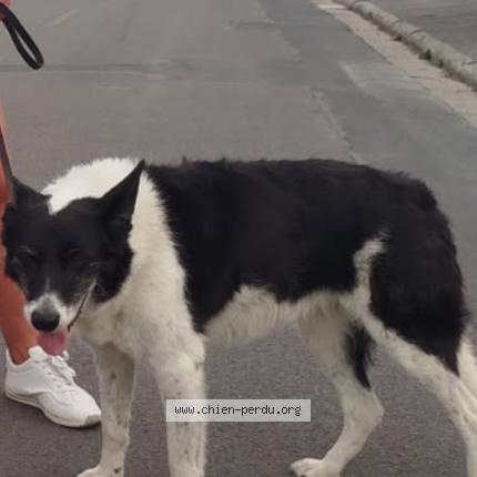 Photo 1/1 Gips Chien lost in Cambrai
