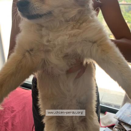 Photo 1/1 Found dog Found in Nice