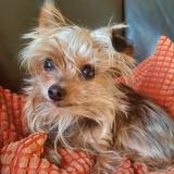 Picture of dog lost at Produit Leytron