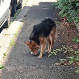Picture of dog found at Clermont Ferrand
